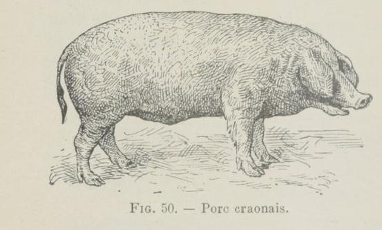porc-craonnais